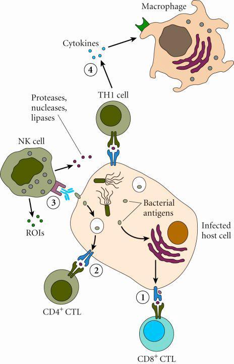 Mechanisms of Immunity to intracellular bacteria by CMI Immunity against viruses A-Innate immunity plays a
