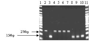 Rafiei M et al Fig. 2: Agarose gel electrophoresis of IBV specific products amplified by multiplex RT-PCR using reference IBV strains.