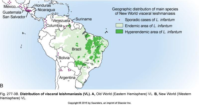 Visceral Leishmaniasis in the