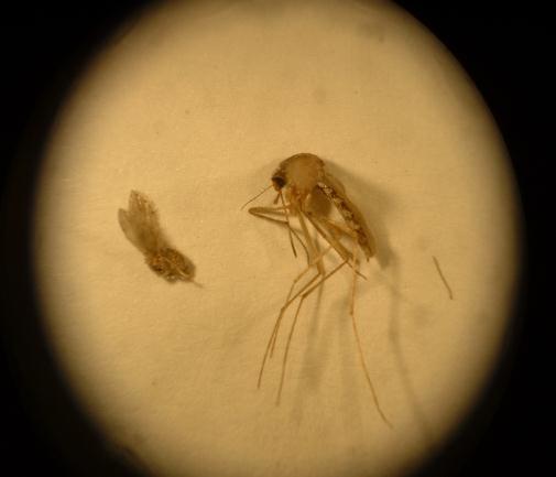 Vector - Female Sand fly -Lutzomyia