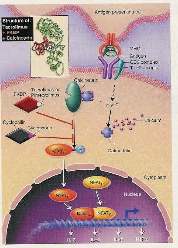 Cyclosporine Targets T-cells - inhibit
