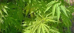 CANNABIS (Cannabis sativa) Phenobarbital: bit blocks enzyme induction Chlolinomimetics li i (nicotine, physostigmine): i antagonism