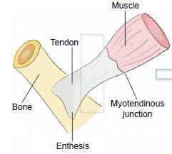 Introduction Overview of the tendon Dense connective tissue, connecting muscle to bone Structure dependent on interplay of: Extracellular matrix Composed of parallel collagen (type I) fibers Local