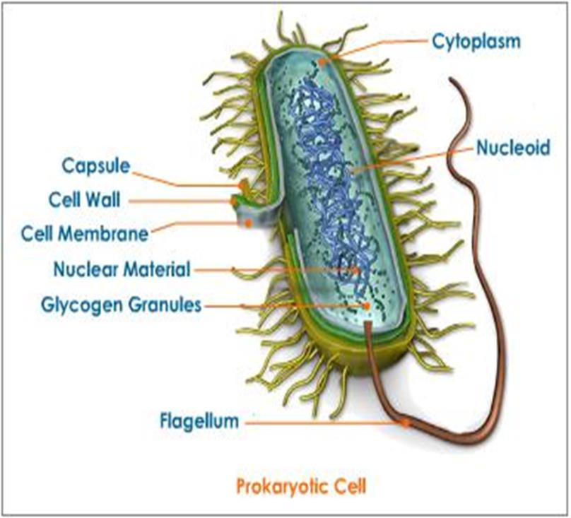 Prokaryotic cell Prokaryotes (single-celled organisms): Bacterial cell, blue