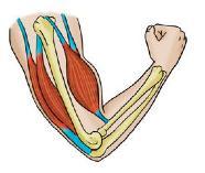 e) When muscle contracts, it ( shortens / lengthens ). f) Muscles work ( individually / in pairs ).