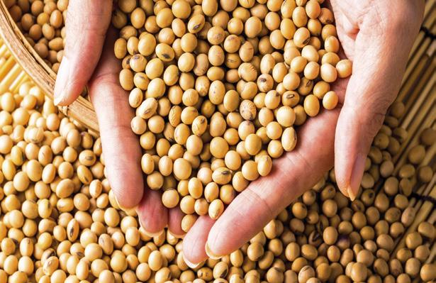 Soy Processing Soy Processing Applications: Soy Protein Isolates/Concentrates, Soy Milk, Tofu, Soy-Based Soups/Sauces/Marinades, Soy Nuts 10-S Silicone emulsion
