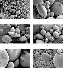 Starch Granule size appears to