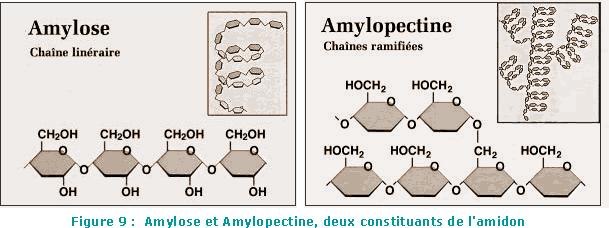 Starch In extruded products, amylose will provide some crispness (brittleness) in a product, but will not provide much expansion