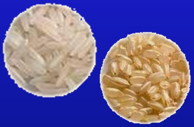 Rice as a Starch Source 1) Small, tightly packed starch granules that hydrate slowly 2) Becomes sticky when it gelatinizes 3) Choose long grain varieties over medium