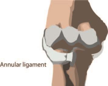 Cartilage has a rubbery consistency that allows the joints to slide easily against one another and absorb shock.