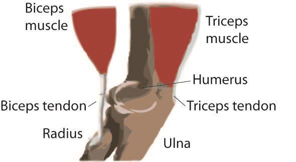 There are tendons in your elbow that attach muscle to bone.