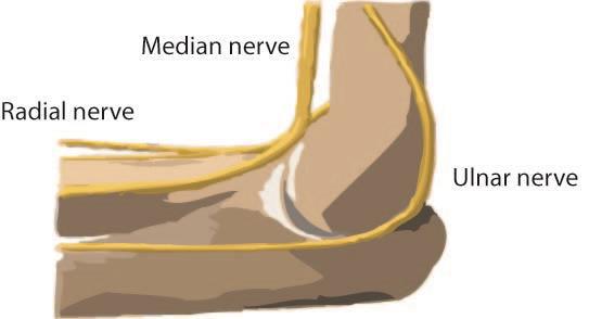 Most of the muscles that straighten the fingers and wrist come together and attach to the medial epicondyle, or the bump on the inside of your arm just above the