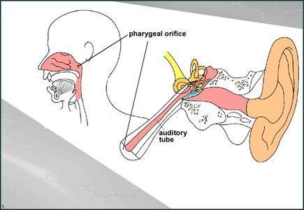 Infection of the Nasal Cavity Organisms may spread via the nasal part of the pharynx and the auditory tube to the middle ear.