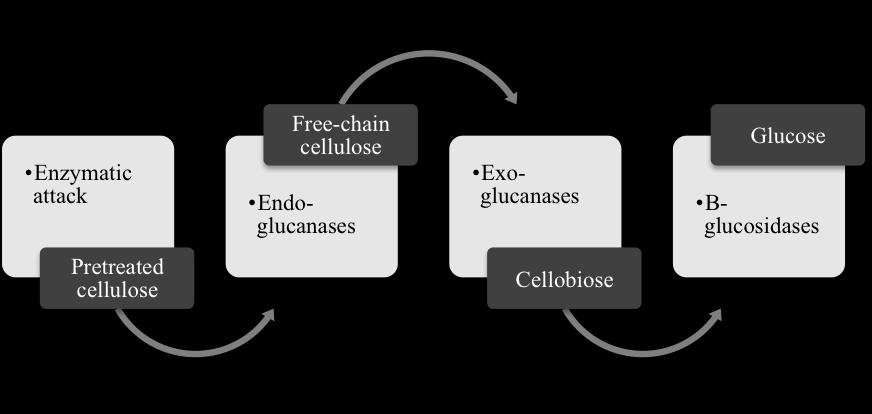 A Review on Using Membrane Reactors in Enzymatic Hydrolysis of Cellulose 1131 -glucosidases.