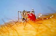 Mosquito Subcommittee - National response plan drafted in consultation with partners -