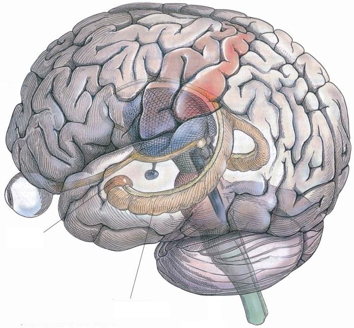 The hippocampus forms the curled-up,
