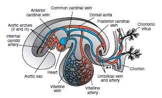C- Cardinal Veins 1-This system consists of: Right and left anterior cardinal veins Right and left posterior cardinal which drain the cephalic part