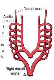 Aortic Arches Arterial System they run within branchial (pharyngeal) arches These arteries, the aortic arches, arise from the aortic sac, the most distal part of the truncus arteriosus.