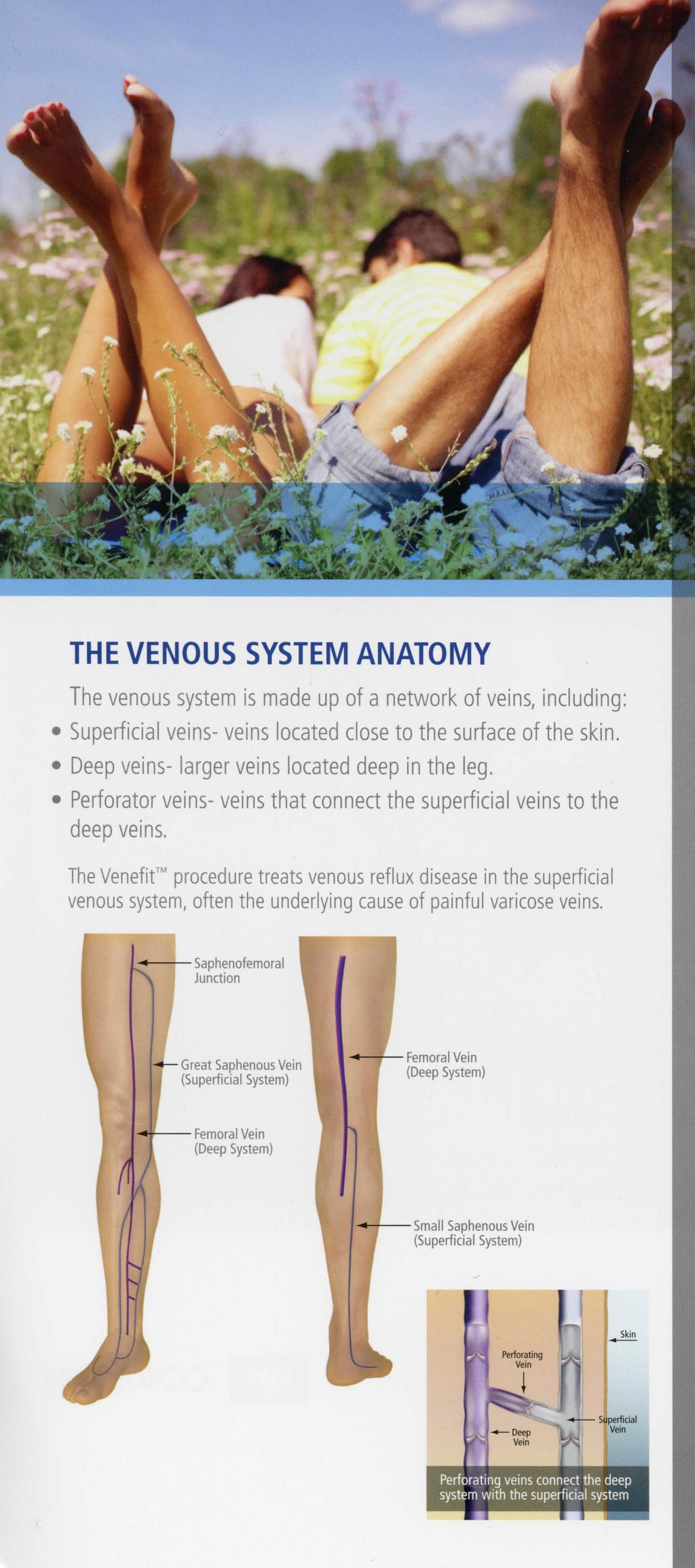 THE VENOUS SYSTEM ANATOMY The venous system is made up of a network of veins, including: 1 Superficial veins- veins located close to the surface of the skin.