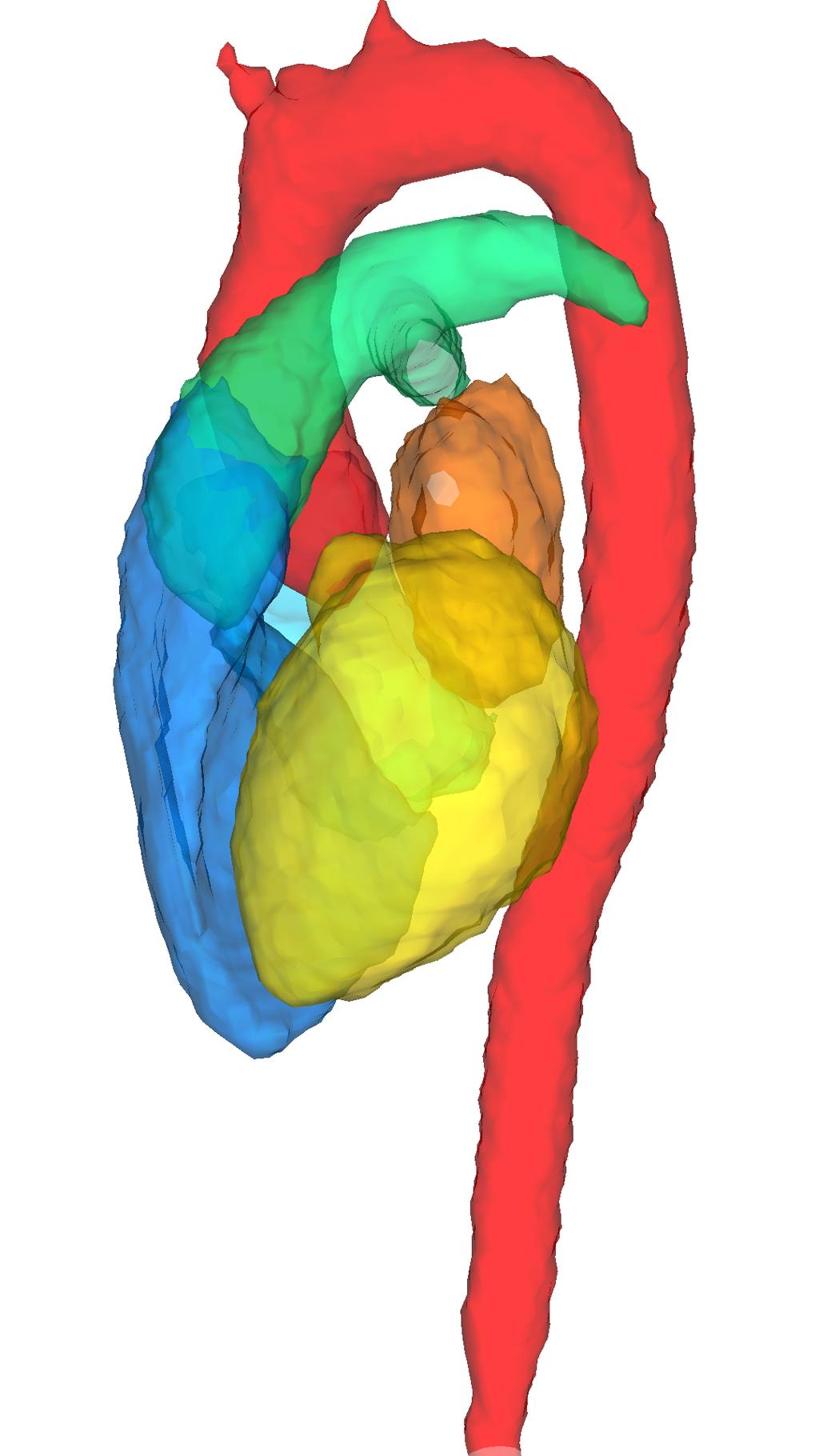 Figure 5: The segmentation separates left and right ventricles and atrium, aorta and pulmonary artery [5]. information during each heart beat.
