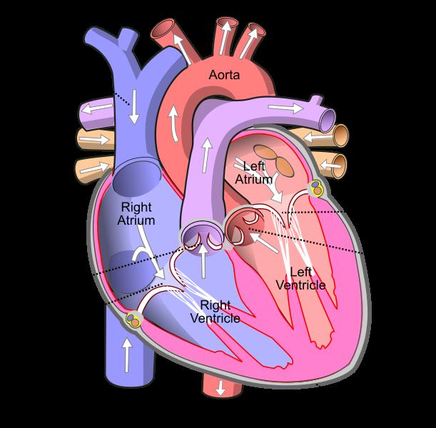 Figure 1: Internal anatomy of the heart. is pumped out into the circulatory system, this is how oxygen is distributed to the entire body and waste products are transported to be taken care of [7].
