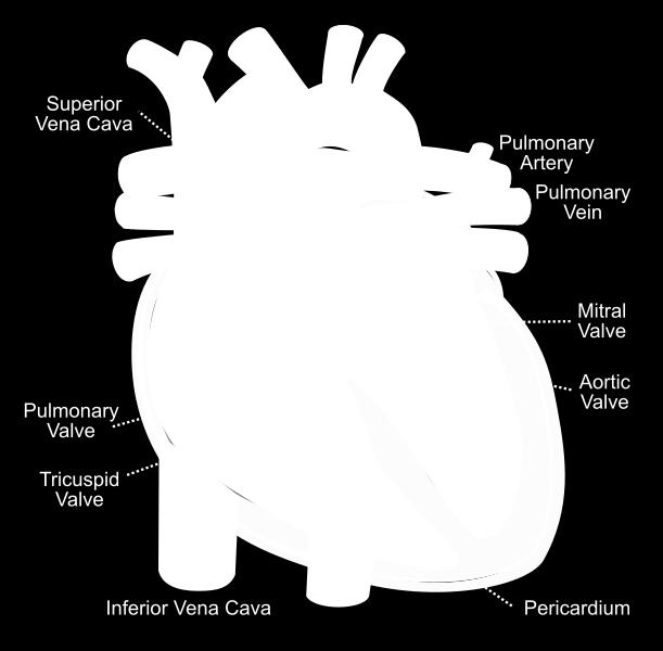 When the RV contracts during systole, the blood is propelled into the pulmonary arteries through the pulmonary valve.
