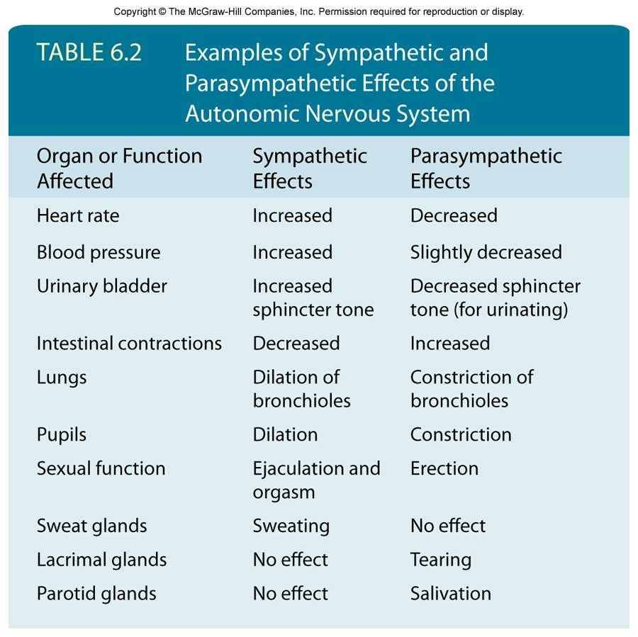 10. Table 6.2 Review sympathetic vs parasympathetic regulation on functions marked by X. > QUES: What receptors are involved for epinephrine in? - increased heart rate?