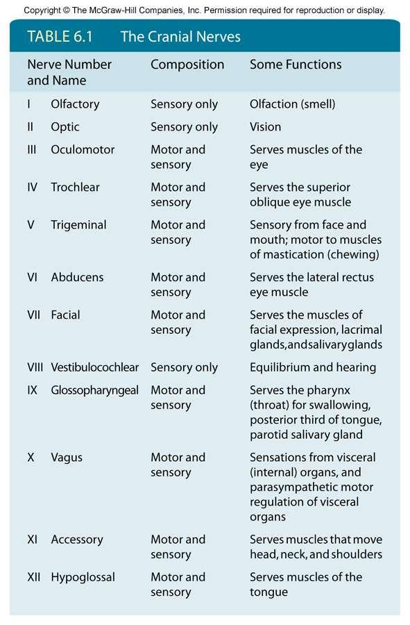 5 14. Review of Cranial Nerves: What is the mnemonic devices for remember the list of 12 pairs cranial nerves?