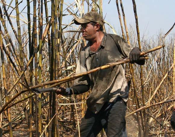 Sugar Cane Workers are Exposed to Extreme Heat Wet bulb temperature (temp and humidity) 30 28 26 7 am 8 am 9 am 10 am 11 am noon Work starts at 5:30 am By 9:30 am