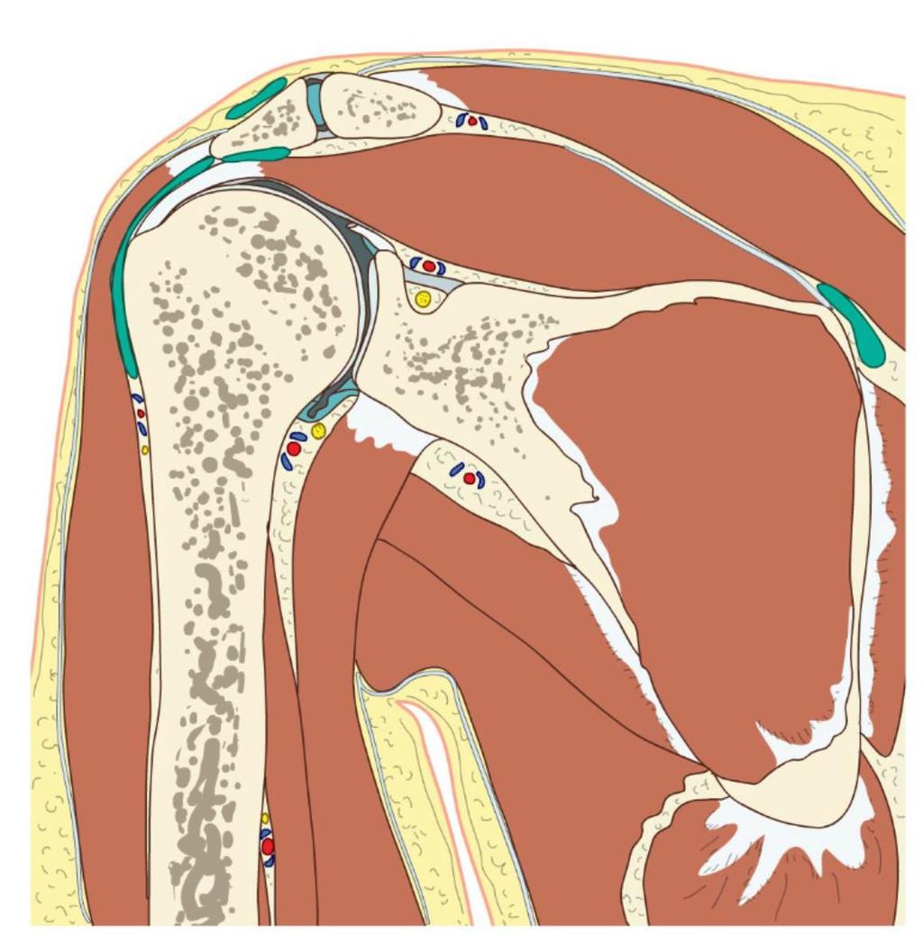 SUBACROMIAL