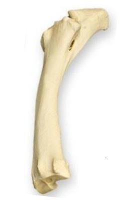 Radius Bones of the Proximal (Upper) Forelimb The radius and ulna are fused (joined together).