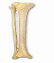 Bones of the Proximal (Upper) Hindlimb The fibula sits laterally on the