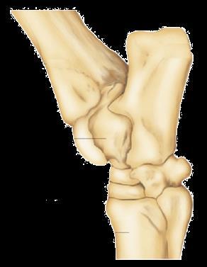 Bones of the Proximal (Upper) Hindlimb A