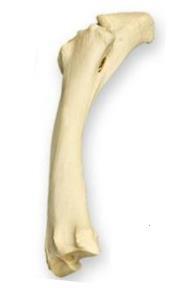 This category of bone is greater in length than in width, aids in locomotion, and assists in the storage of minerals. a. Short b. Sesamoid c. Long d. Flat 4.
