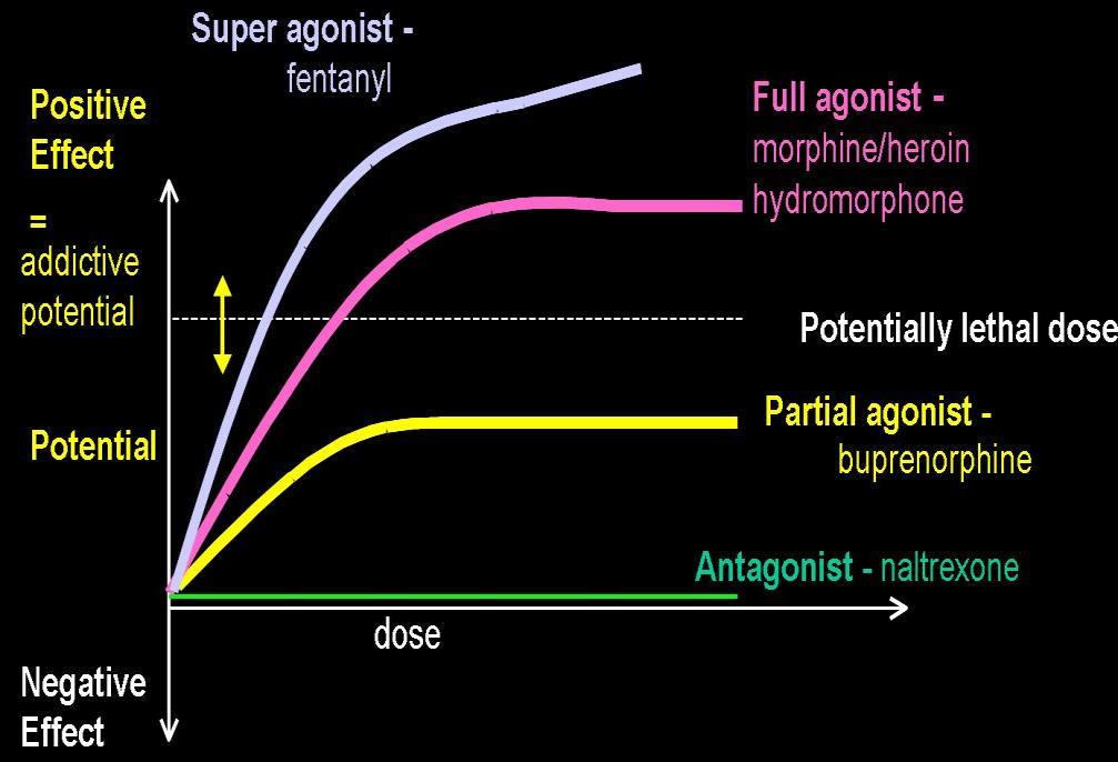 Agonist or Antagonist? Full Agonist - binds to the receptor producing an almost linear increase in physiological effect e.g. Heroin, Methadone, Morphine Partial Agonist - binds to the receptor but has a ceiling effect on receptor activation e.