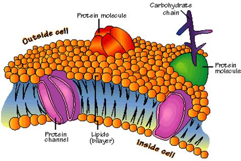 proteins act as channels for