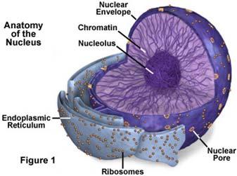 2. Nucleus/Nucleolus Protects