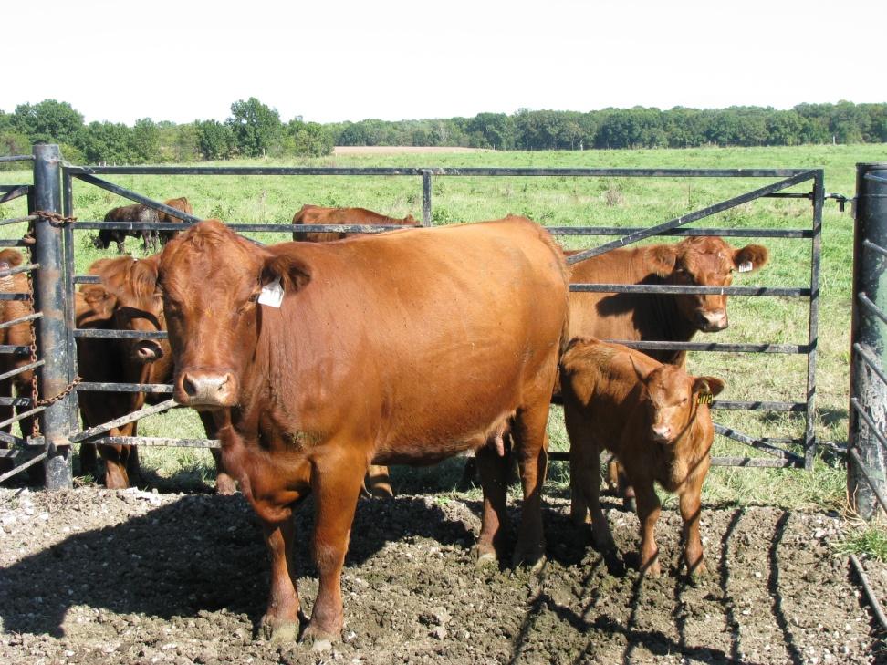 Feeding Strategies Early Lactation Cattle Dry matter intake 2.4 to 2.