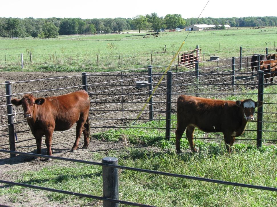 Feeding strategies Growing cattle Dry matter intake 2.5 to 3.