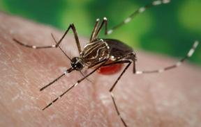 In its lifetime, a mosquito will only fly within a few blocks. Aedes aegypti mosquitoes prefer to live near and bite people.