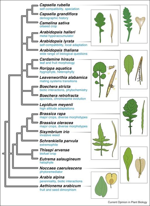Brassicaceae 1. Combine genomes (natural crosses, somatic fusion, embryo rescue etc.) 2.