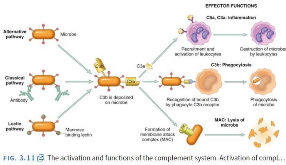 Functions: In the process of complement activation, several cleavage products of complement proteins are elaborated that cause increased vascular permeability, chemotaxis, and opsonization.