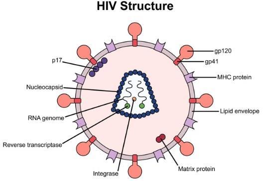 Secondary ID HIV Infection HIV infection begins with the binding of the HIV gp120 protein to the CD4 molecule and the chemokine receptor CCR5 on target cells.