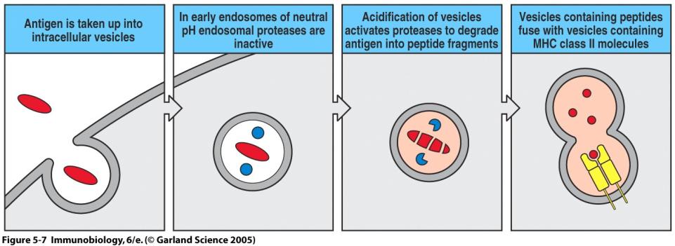 Cellular Compartments How are peptides generated?