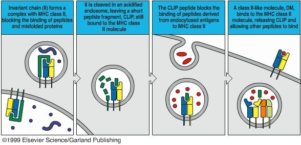 Signals in the cytoplasmic tail of Ii lead to proper sorting of MHC class II CLass II Associated Invariant Chain Peptide (CLIP) How is CLIP peptide removed?
