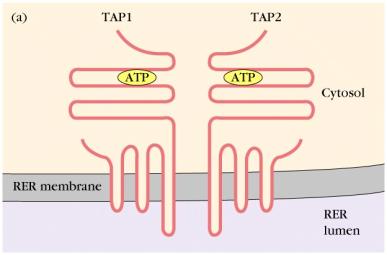 Generation of Class I MHC Peptides TAP proteins TAP proteins (Transporters associated with Antigen Processing) TAP 1 and TAP 2 form heterodimer in membrane of ER to facilitate selective transport of