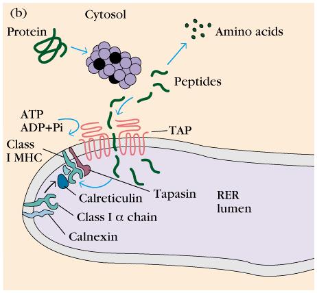 Generation of Class I MHC Peptides Generation of Class I MHC Peptides Tapasin and Calreticulin both bind to the newly formed Class I MHC complexes, Tapasin forms a bridge between connecting the TAP