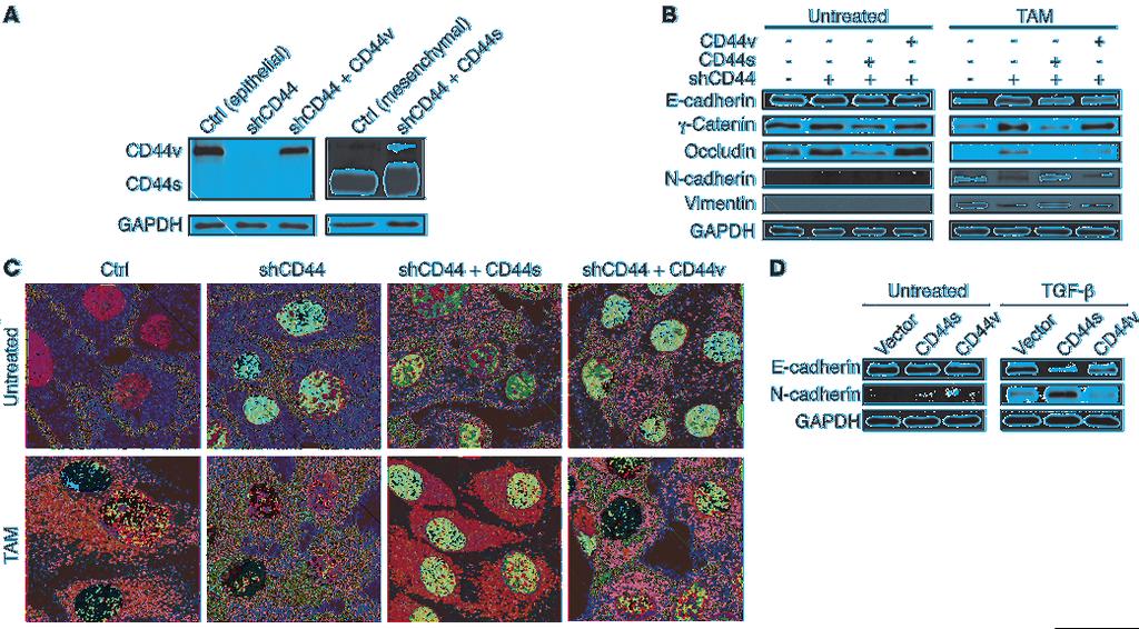 Figure 3 The specific CD44s isoform is essential for EMT. (A) Immunoblot analysis of CD44 in HMLE/Twist-ER cells expressing CD44 shrna (shcd44) and reconstituted with CD44s or CD44v.