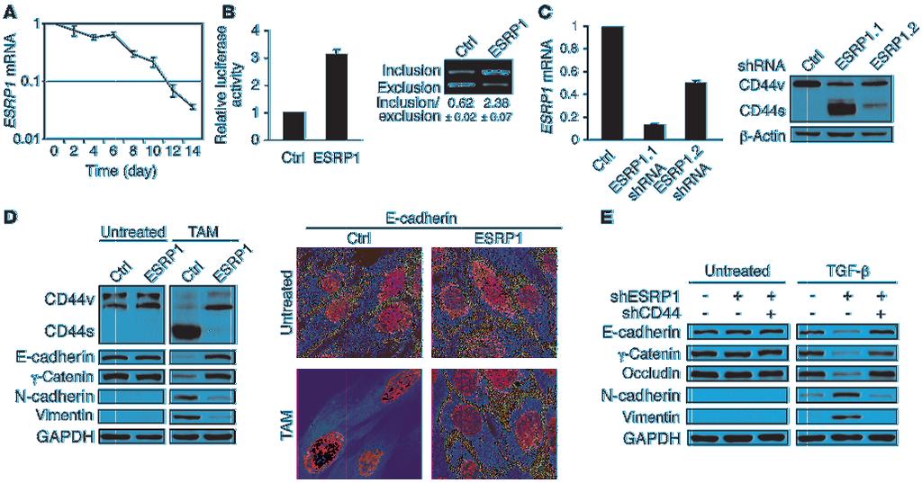Figure 4 The splicing factor ESRP1 regulates CD44 isoform switching during EMT. (A) qrt-pcr analysis of ESRP1 levels in HMLE/Twist-ER cells during TAM-induced EMT.