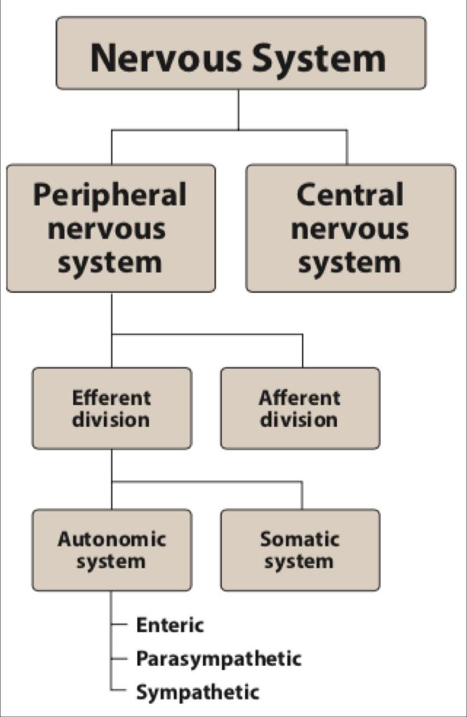 NERVOUS SYSTEM (NS) Two main divisions I. CNS: Brain & spinal cord: receives and processes incoming sensory information and responds by sending out signals that initiate or modify a process II. PNS 1.